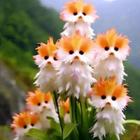 Cat Eye Dazzle Seeds + Plant Growth Serum Free (pack of 1)