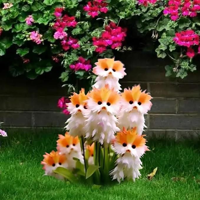 Cat Eye Dazzle Seeds + Plant Growth Serum Free (pack of 1)