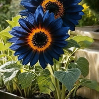 Blue Flame Sunflower Seeds + 100 Grams Organic Pot Mix Free (pack of 1)